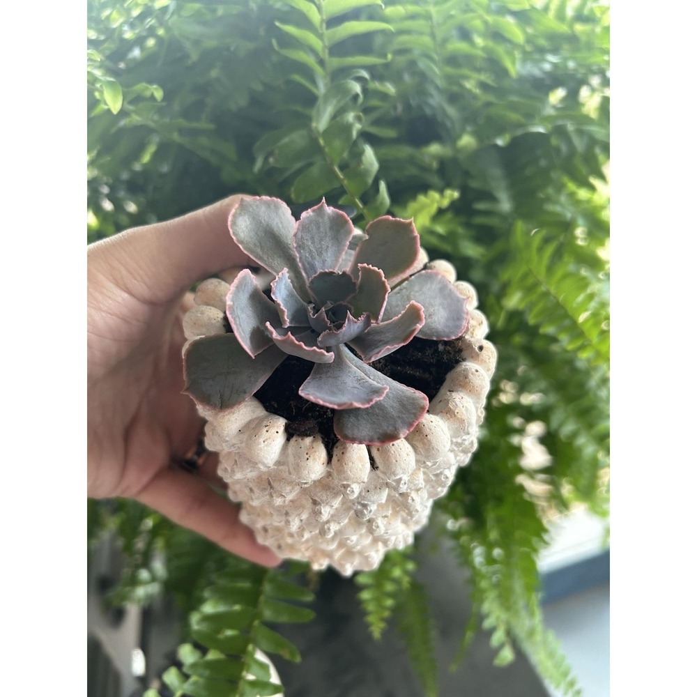 Skull Concrete Planter – Handmade Cement Succulent Pot, Handmade In Texas - Picture 4 of 11